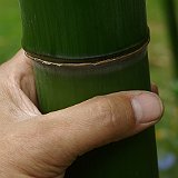 Phyllostachys vivax 75mm.JPG